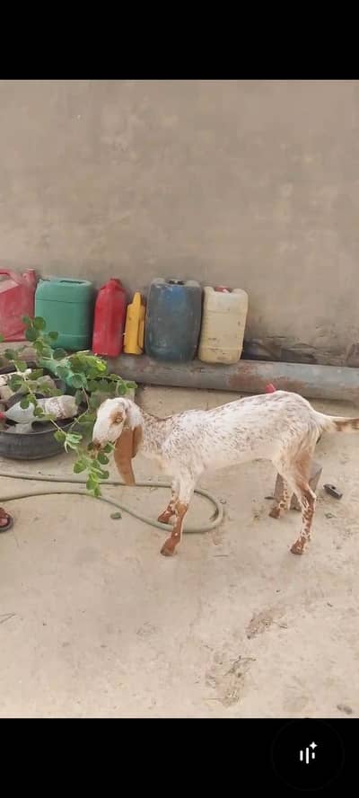 پانچ مہینے کی بکری مکھی چینی بکری for sale