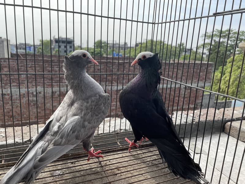 Breeder pair 0