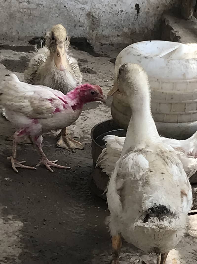 Ducks chicks 0