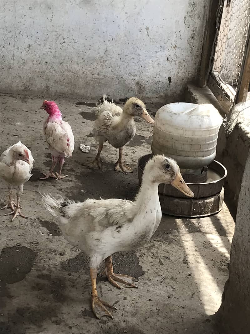 Ducks chicks 1