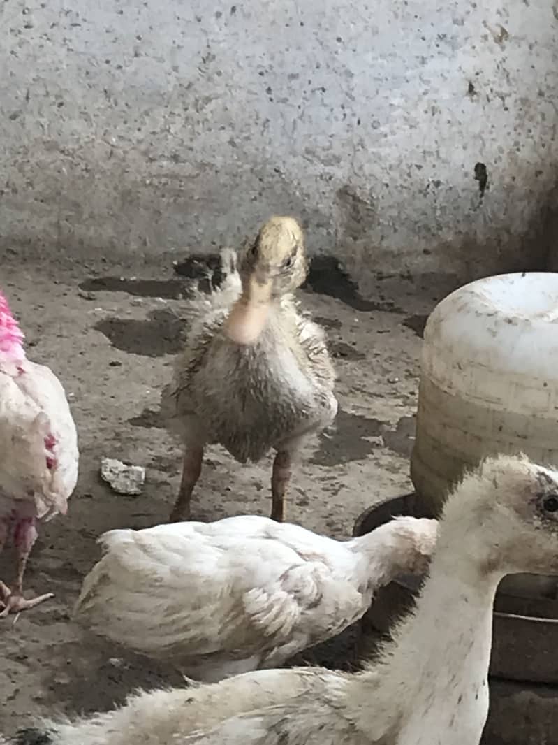 Ducks chicks 2