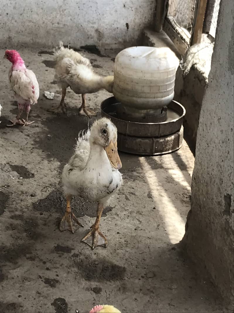 Ducks chicks 3
