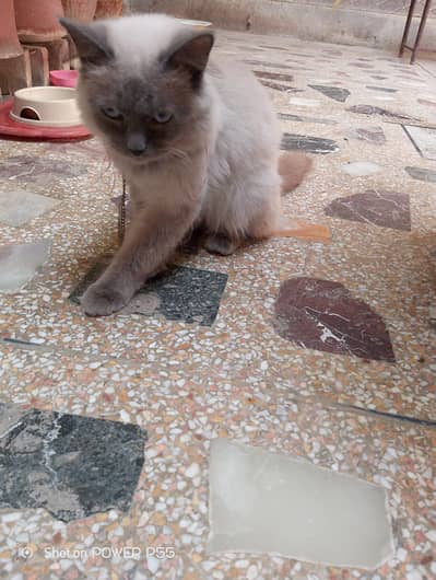 active and healthy cat