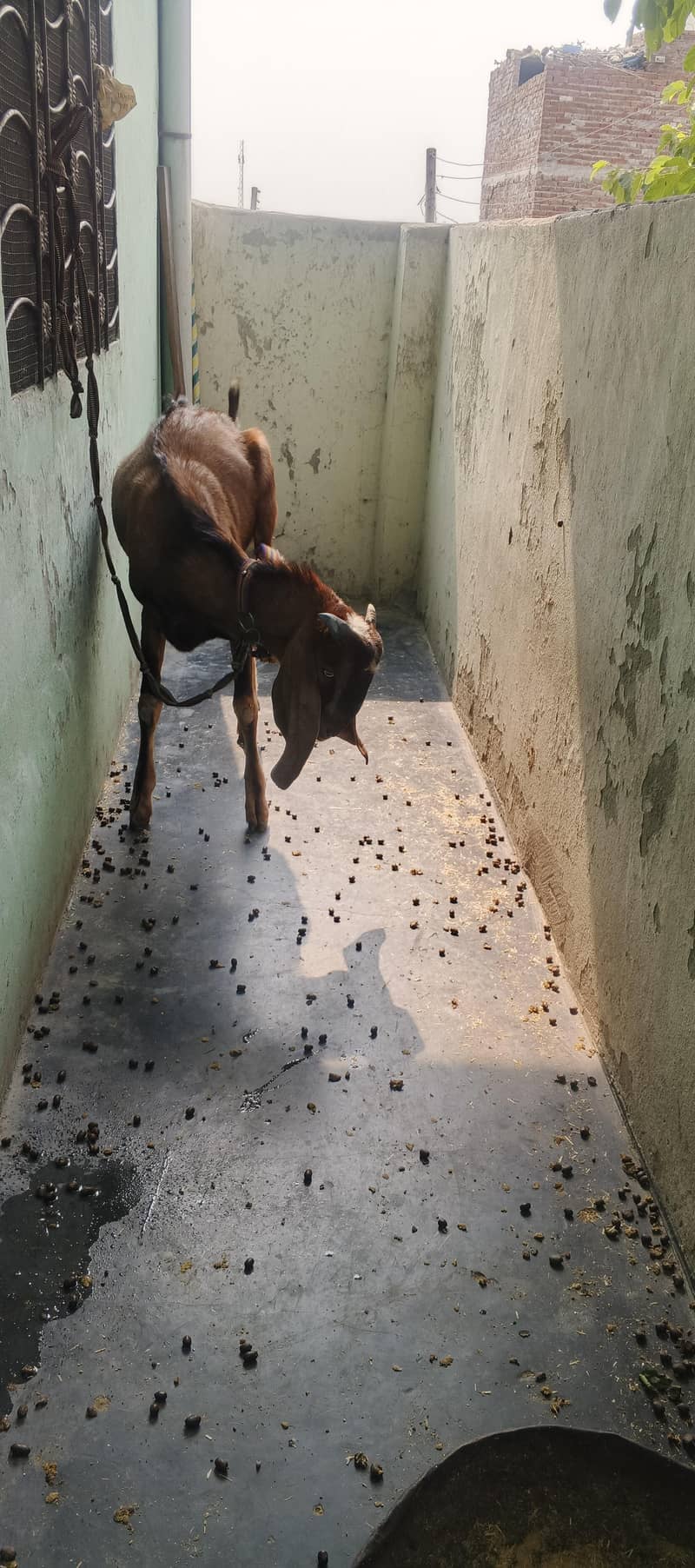 Desi Bakra 2