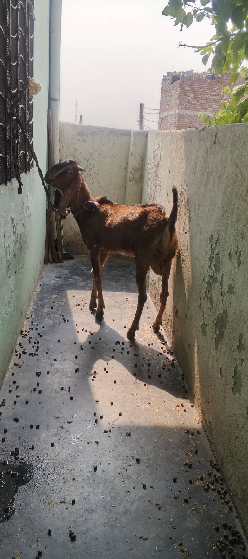 Desi Bakra 4