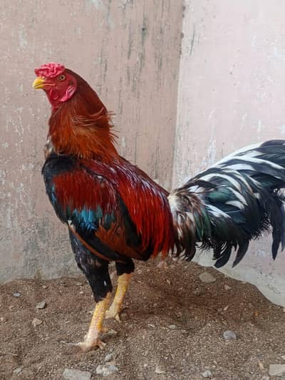aseel lasani rooster