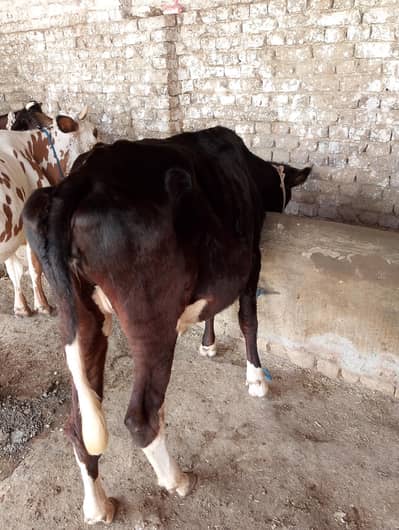 Best Quality HF Heifer for sale