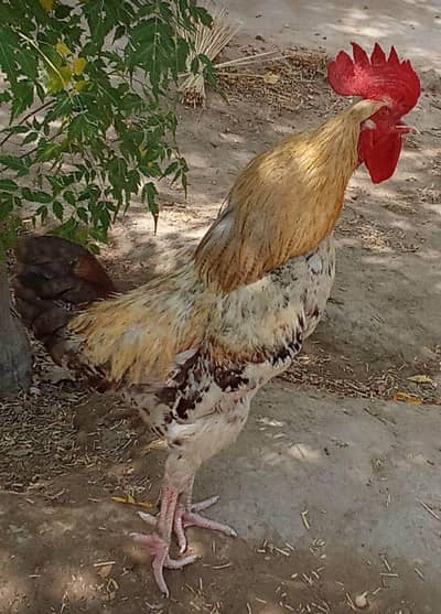 Murgha for sale 03024003191