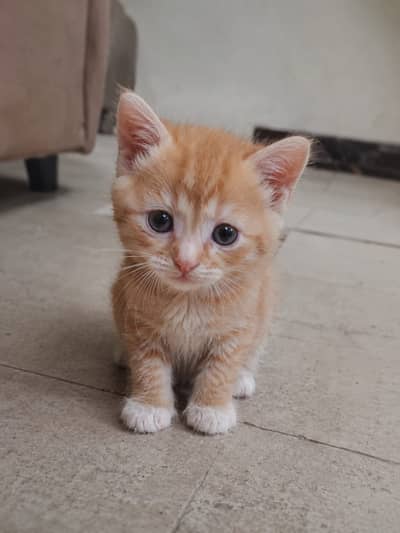 Persian Kittens For Sale