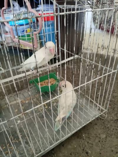love bird for sale
