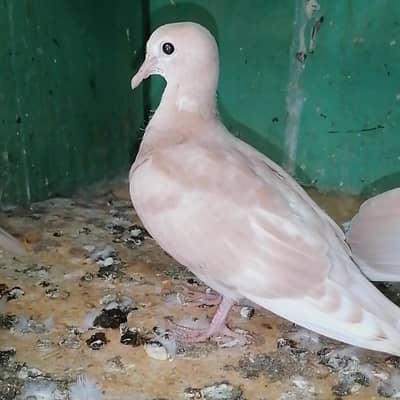 Dove For sale