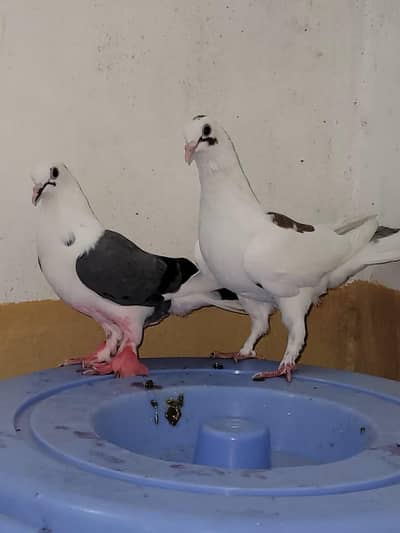 Sherazi Peigons Adult Ready for Breed