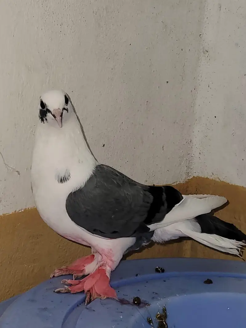 Sherazi Peigons Adult Ready for Breed — photo 2