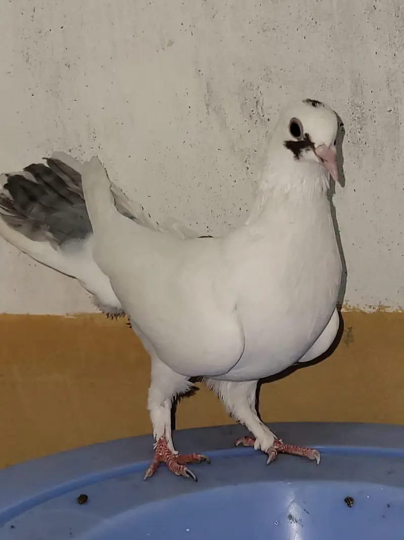 Sherazi Peigons Adult Ready for Breed — photo 3