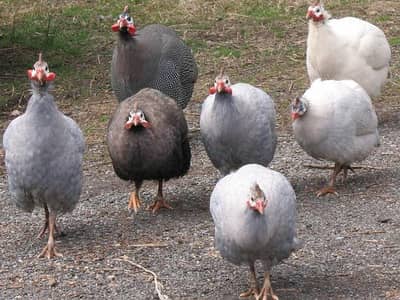 Guinea fowl Chicks