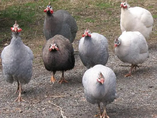Guinea fowl Chicks