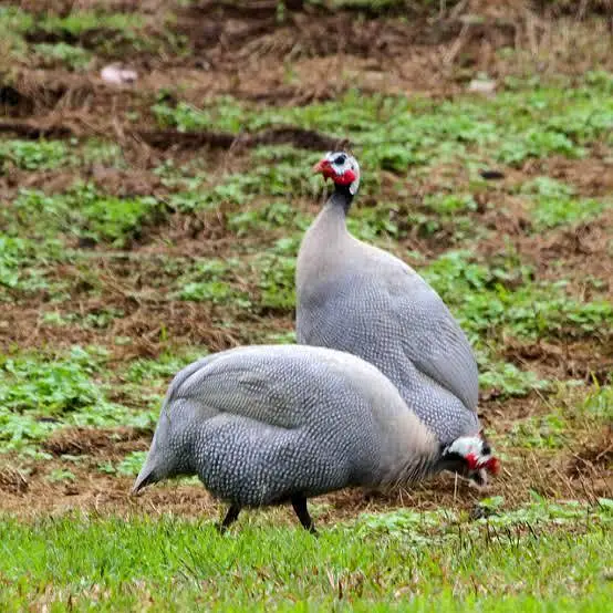 Guinea fowl Chicks — photo 2