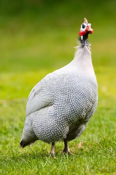 Guinea fowl Chicks — photo 3
