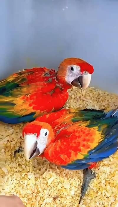 red scarlets Macau for sale (03460877732)