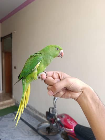 Handtame  Talking Parrot Chicks For Sale