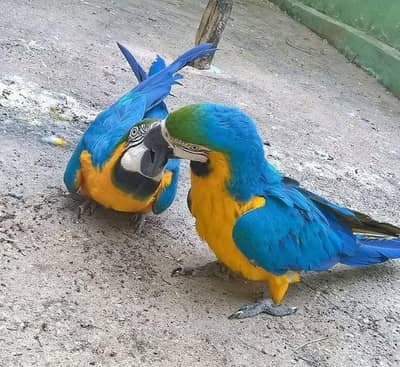 blue macaw parrot 6 month age for sale 03491624655