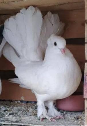lakay pairs for sale