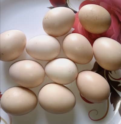 Aseel Egg For sale 100% fartile per egg price 200