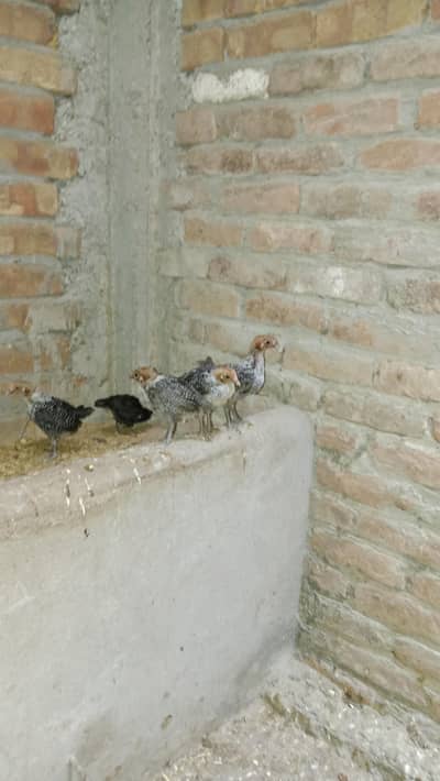 pure misri chicks for sale