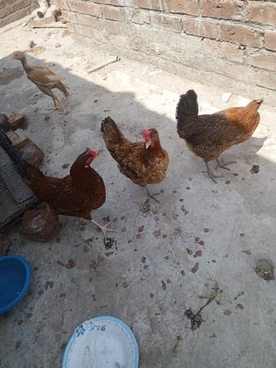 3 egg laying hens  and bangum aseel peela aseel patiay for sale