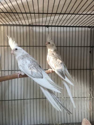cockatiel