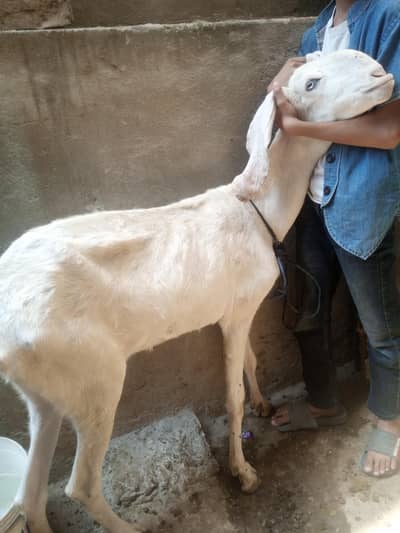 Goats for sale