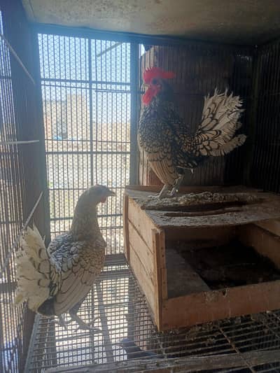 silver sebrite breeder fertail pair