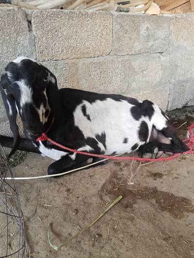 Bakri aur 2 Bache for sale