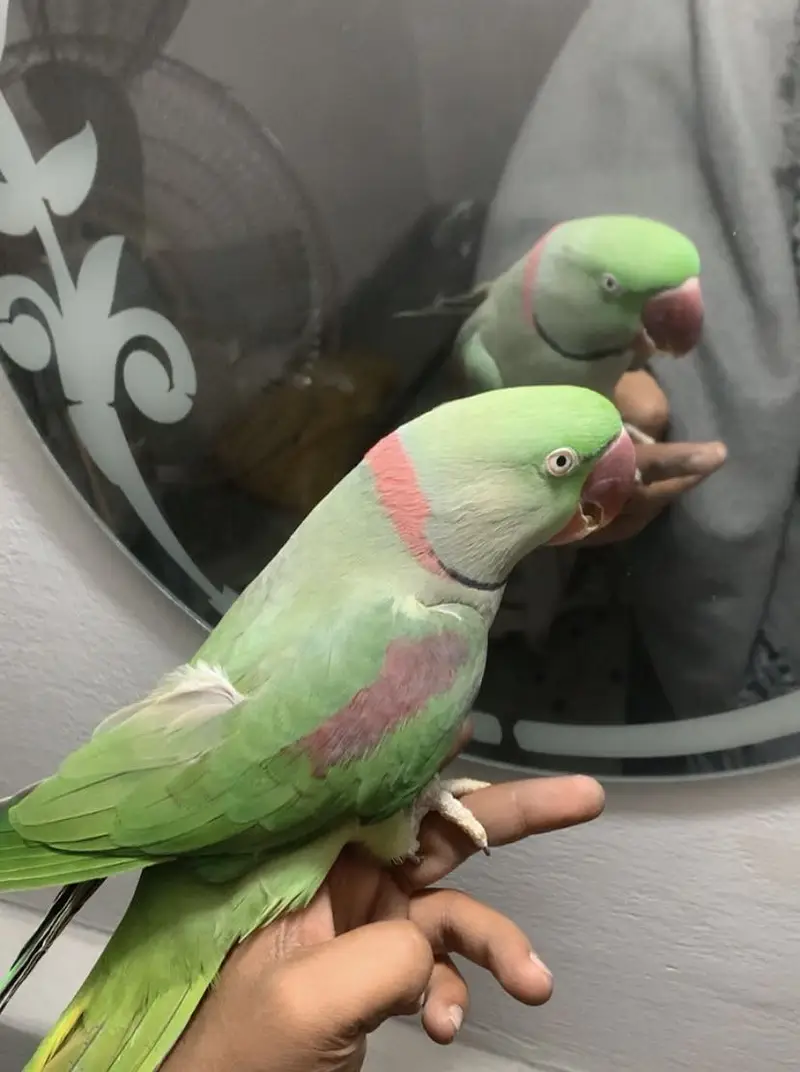 Breeder pair available first breed done