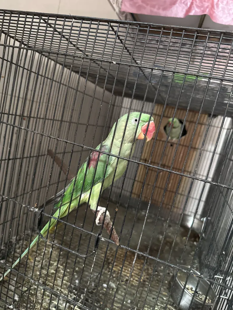 Breeder pair available first breed done — photo 2