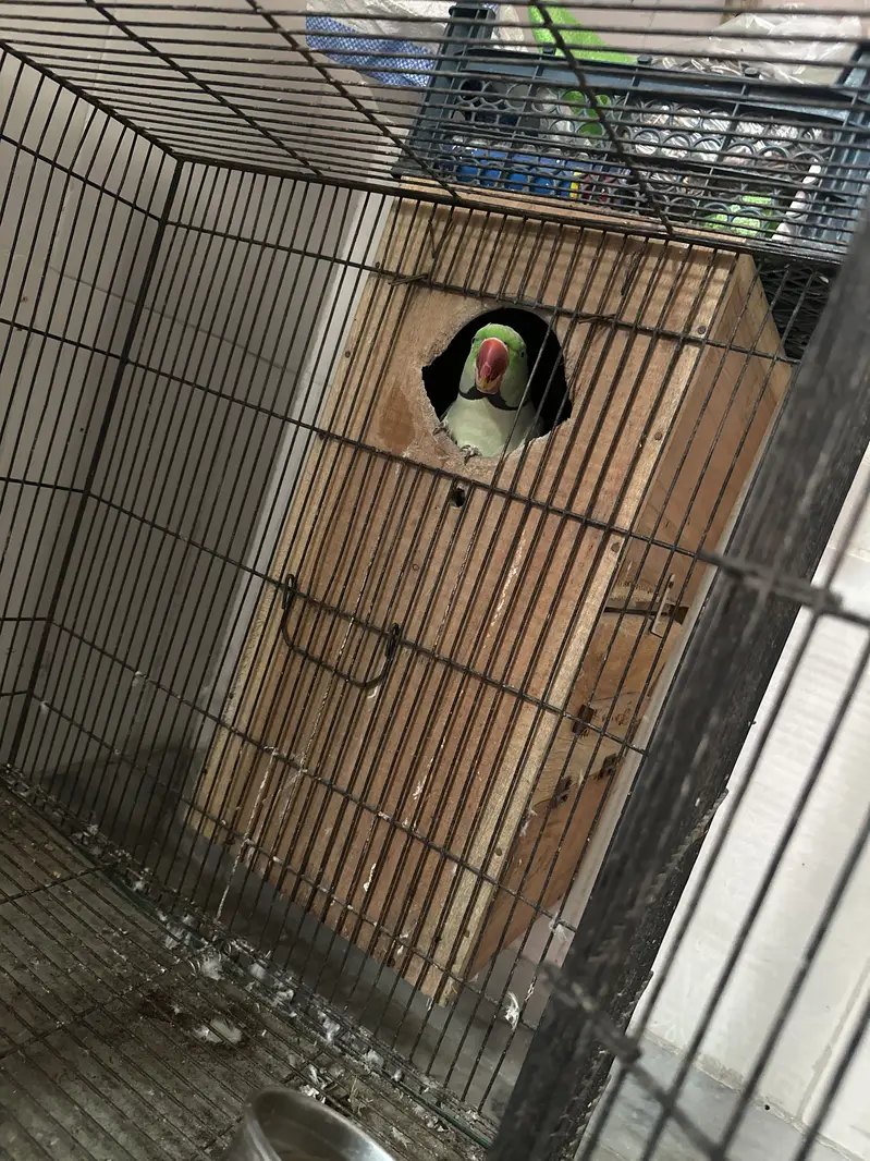 Breeder pair available first breed done — photo 3