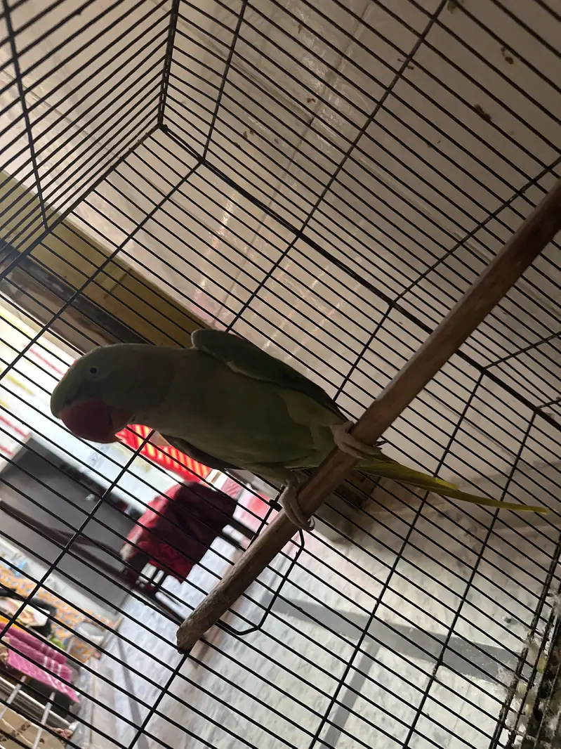 Breeder pair available first breed done — photo 4