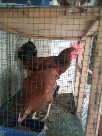 1 Murgy + 2 Murga with Cage Available for Sale