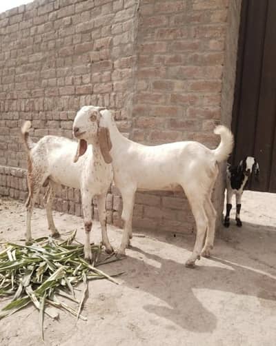 2 Bakre Urgent For Sale call _ 03425820107