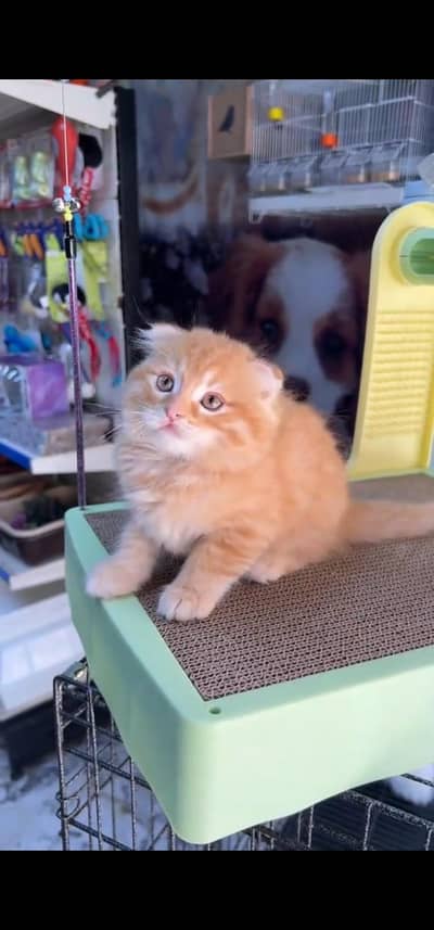 Quality Persian Punch face cat & kitten is03194866952Whatsapp