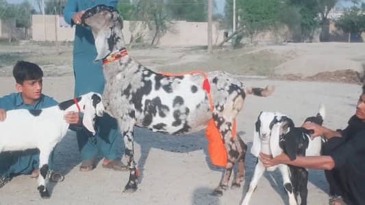3 bacchon wali bakri call me 03225280183