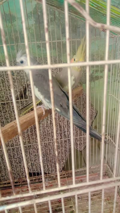 Parrot cocktail