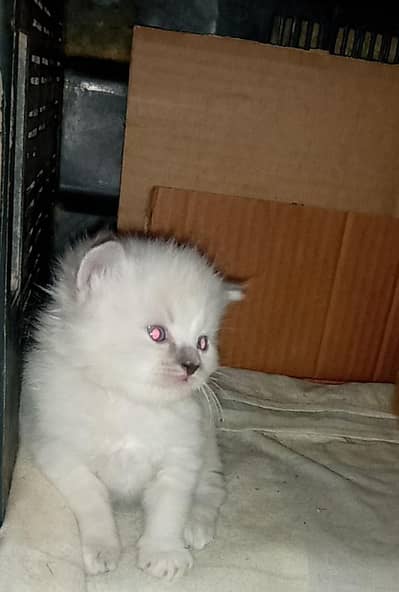 Persian kittens for sale