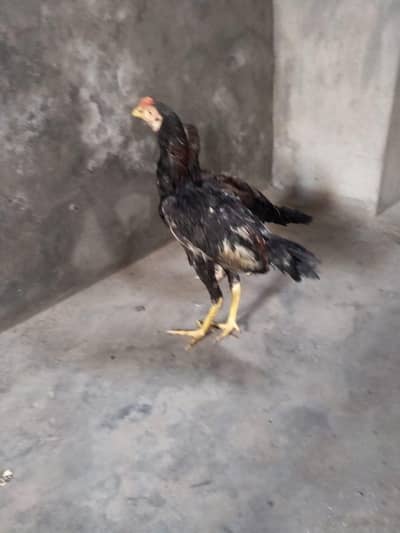 jora ha aseel ka