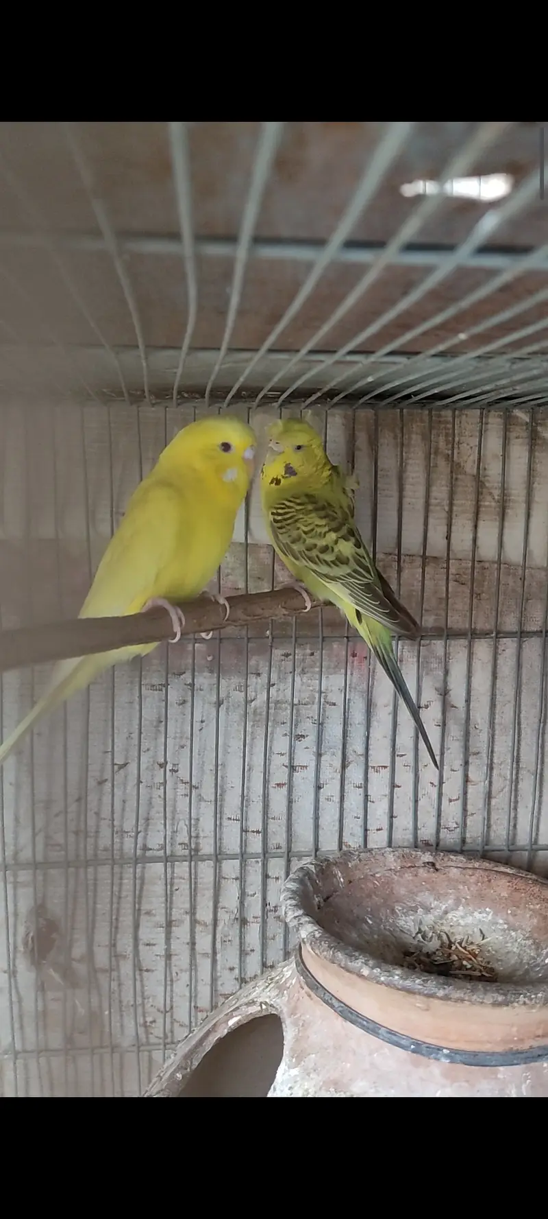 Black wing budgies — photo 3