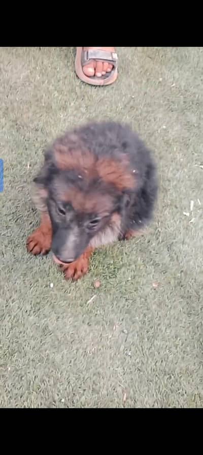 German shepherd long Cort paps 03024364964