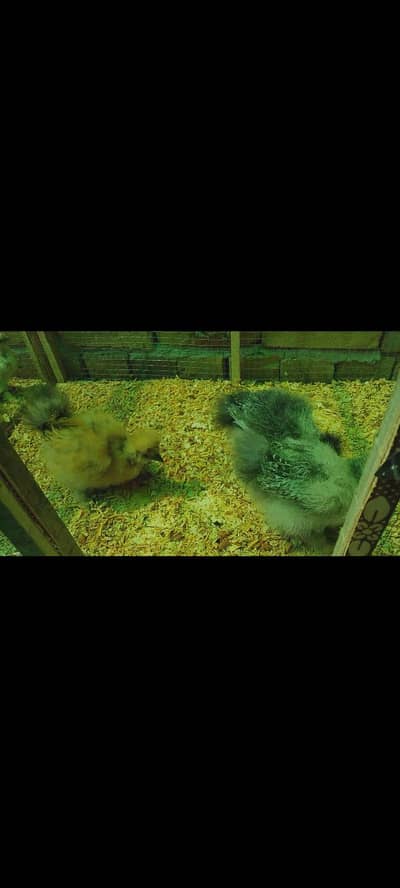 Silki chicks for sale location Rawalpindi kallar saydan road