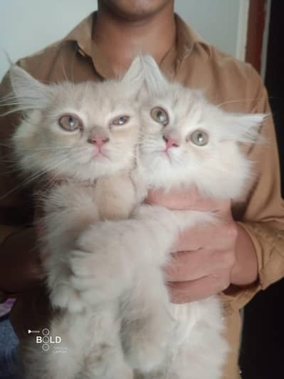 persian