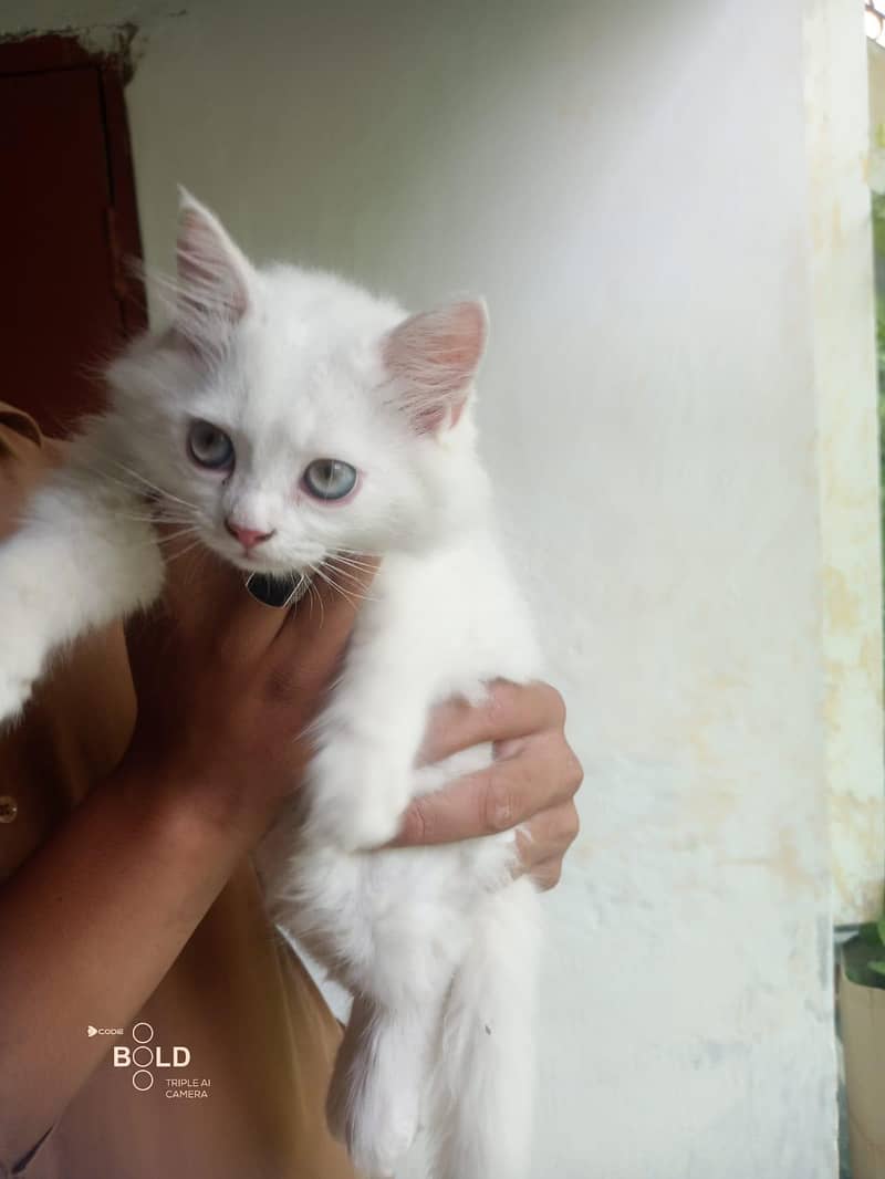 persian 1