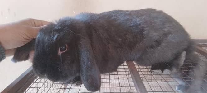 Rabit Breeder Holland lop female